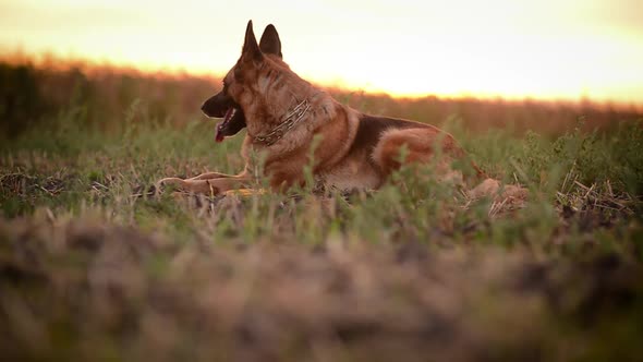Beautiful Dog German Shepherd Laying in Field
