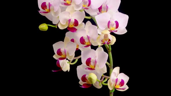 Blooming White Orchid Phalaenopsis Flower