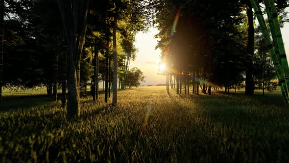 Mysterious Walk in the Forest