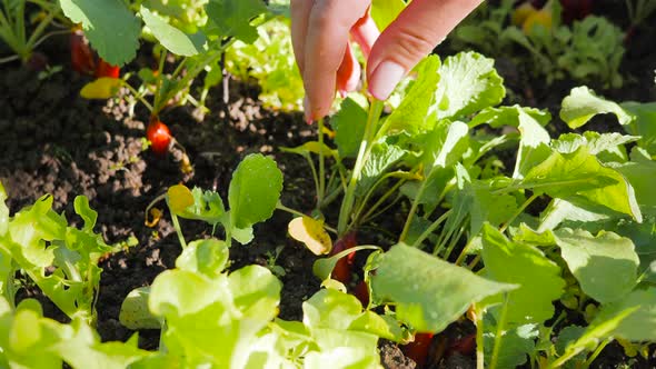 Person Harvesting Radishes From a Veggie Bed Young Woman Harvesting Radishes in Garden