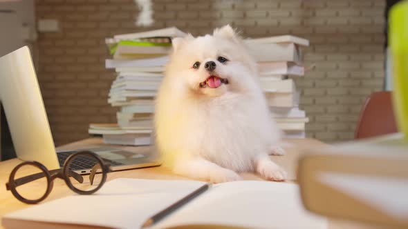 puppy dog open wide mouth on working table