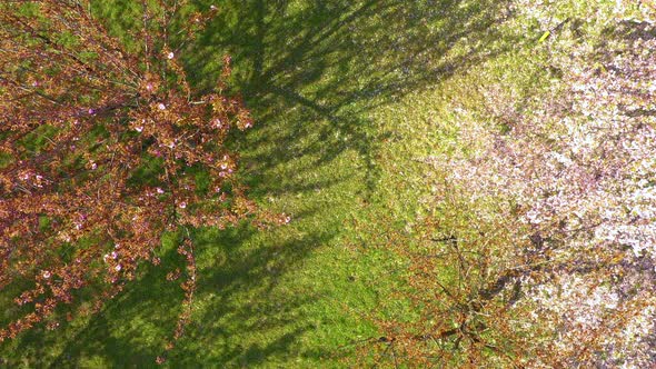 Top Shot view of Young woman with long hair enjoys spring garden in bloom. Happy girl running