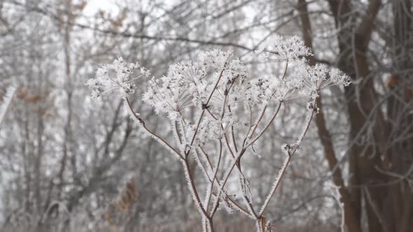 Hoarfrost on the Twigs of the Plant