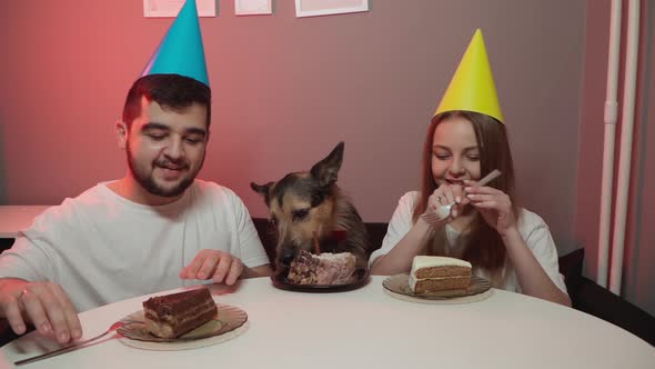 Dog's Birthday