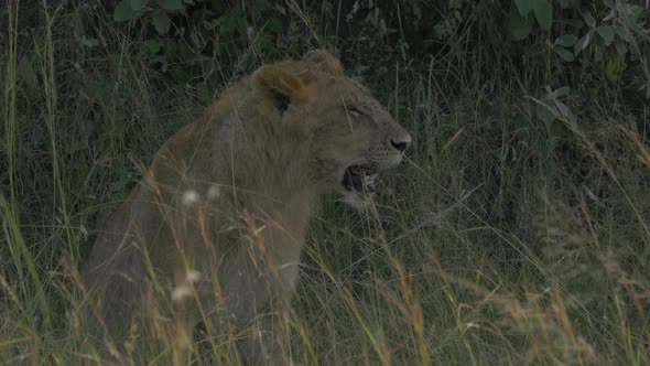 Female lion sitting in the grass