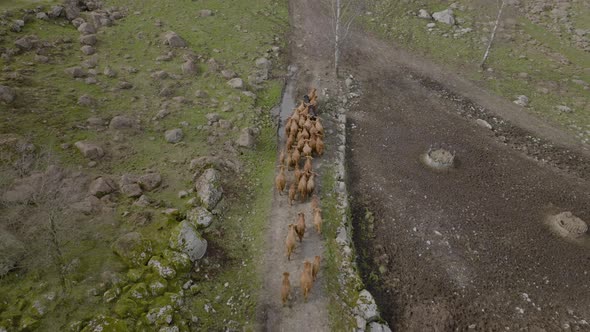 Amazing aerial view of farming scene, domestic animal. Highland cattle herd ising to pasture over ro