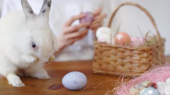 Bunny Washing Face and Woman Looking at Easter Egg