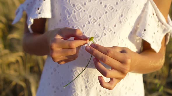 Hands Holding a Chamomile and Tearing Off a Petal