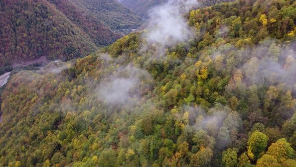 Autumn Forest In The Foggy Mountains