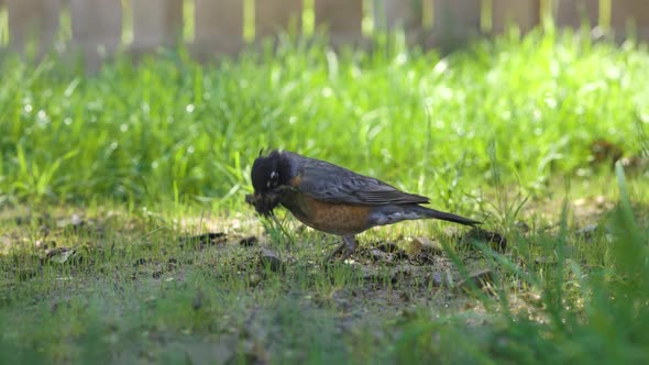 Robin bird is searching for warms in the warm spring weather