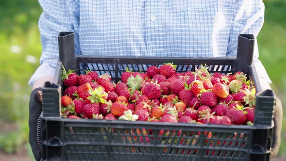 Farmer Carrying Box with Harvested Strawberries