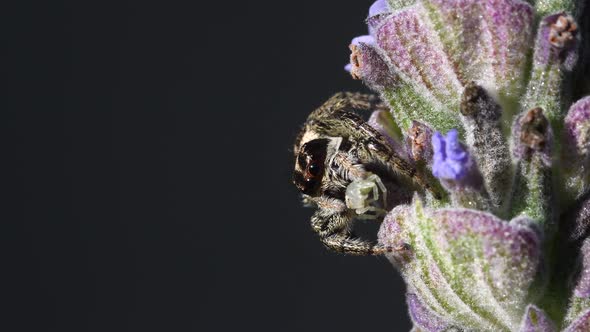 Jumping Spider (Phiale sp) on a lavender flower, feeding from a tiny Crab spider (Thomisidae sp), da