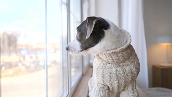 Dog Looking At Window Waiting For The Arrival Of Owners