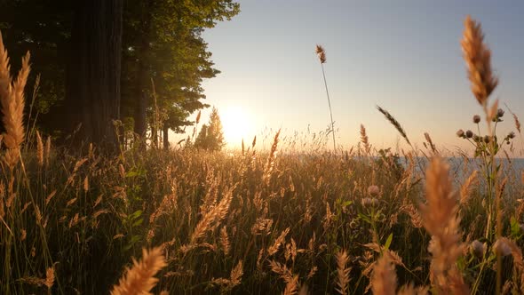 grass blowing in the wind at sunset