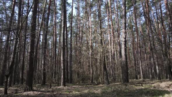 Forest Landscape Aerial View Slow Motion