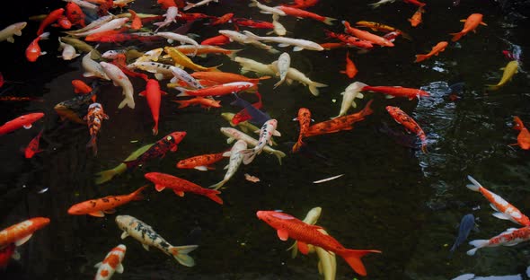 Footage of Fancy Carp Swimming in a Pond