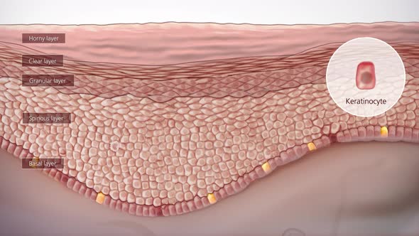 Anatomical structure of the skin alt