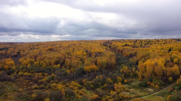 Aerial View of the Forest Under Clouds During the Autumn. Crowns of Trees with Yellow Foliage