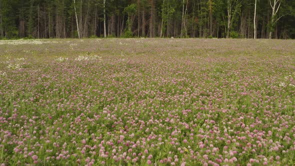 Purple wildflowers bloom in field bordering tall trees tilt reveal