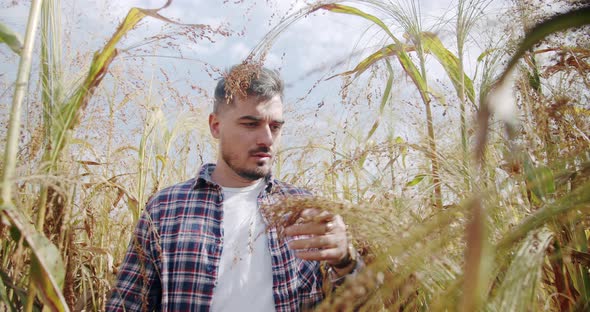 A Handsome Farmer Walks in a Sorghum Field Select the Agricultural Plant