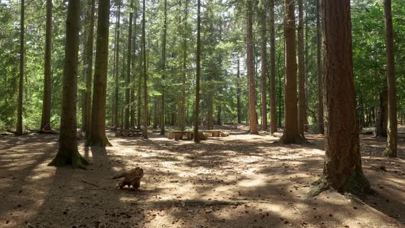 Moving through a forest on a sunny day towards picnic benches 