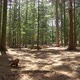 Moving through a forest on a sunny day towards picnic benches  - VideoHive Item for Sale