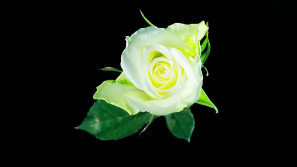 A white rose blooms, time-lapse with alpha matte