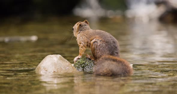 Red Squirrel Swims in the Water and Finds a Nut Then Jumps Away