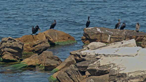 Cormorant Phalacrocorax Pelagicus