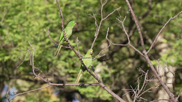 Slow motion shot of a pair of lovely white-eyed conure; psittacara leucophthalmus perching and resti