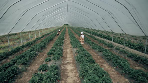 Two Women Picking Ripe Fresh Strawberries