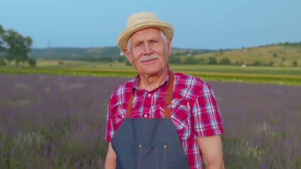 Senior Grandfather Man Farmer Growing Lavender in Blooming Flowers Field of Purple Lavender Flowers