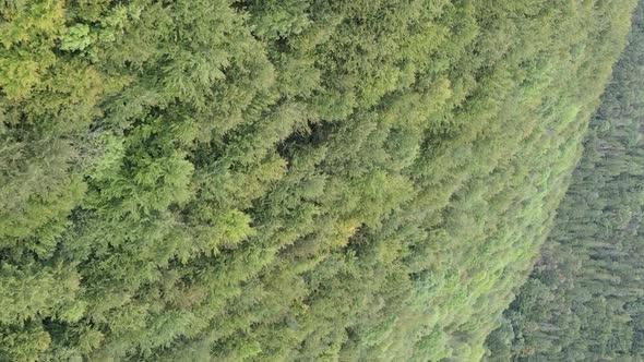 Vertical Video Aerial View of Trees in the Forest