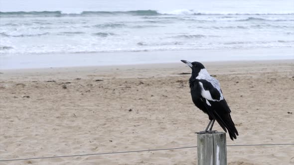 SLOW MOTION Australian Magpie Singing At The Beach On A Fence Post