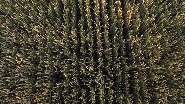 Climbing to a height above the wheat field at dinner.