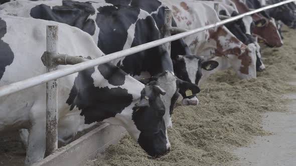 Calves Feeding Process on Modern Farm. Close Up Cow Feeding on Milk Farm. Cow on Dairy Farm Eating