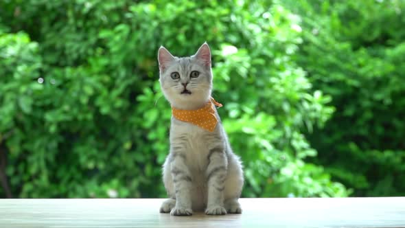 Cute Kitten Licking Lip On Table