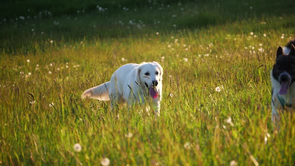 Golden retriever running on the lawn