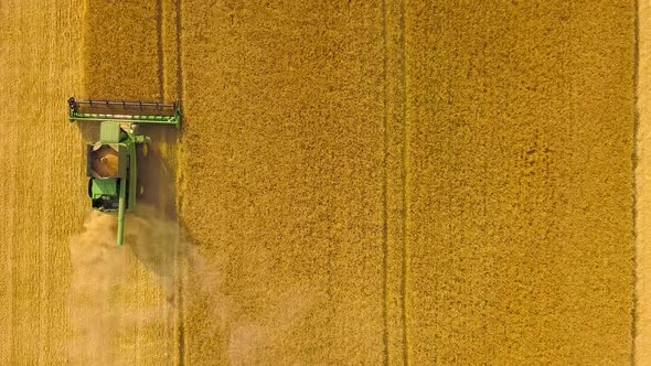 Top View Combine Harvester Gathers the Wheat at Sunset