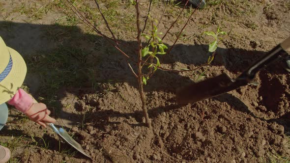 Father and Little Daughter Volunteers Planting a Tree Together Park