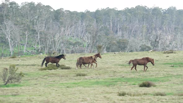 tracking clip of a herd of brumbies running in kosciuszko national park