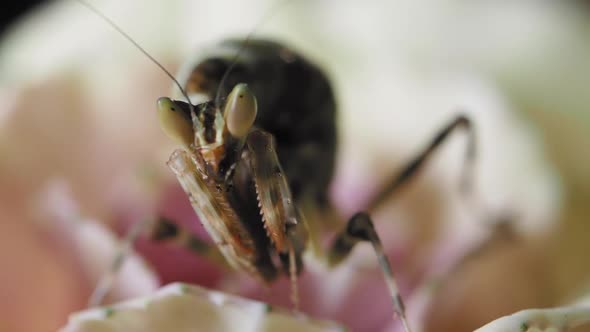 Creobroter Meleagris Mantis Sitting on Pink Flower.