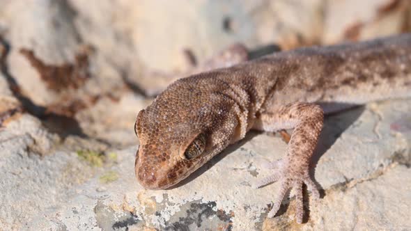 Close Up Cute Small Evenfingered Gecko or Alsophylax Pipiens