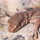 Close Up Cute Small Evenfingered Gecko or Alsophylax Pipiens - VideoHive Item for Sale