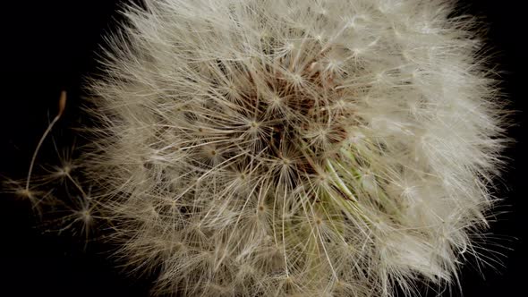 Macro shot of a Dandelion rotating