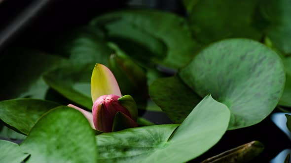 Coral Water Lily Blooming in Time Lapse on a Green Leaves Background