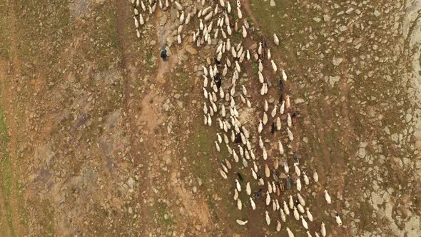 Aerial View of the Sheep Herd in the Mountains Mountain Landscape and Sheep Grazing