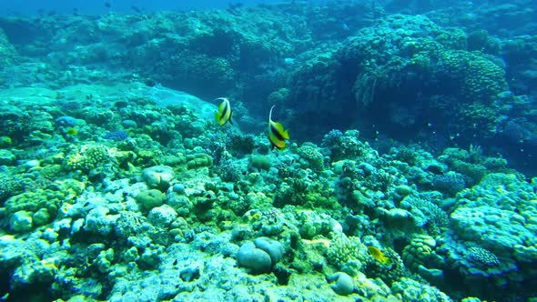 Red Sea Bannerfish (Heniochus Intermedius)