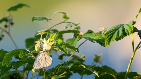 Black Veined White Butterfly