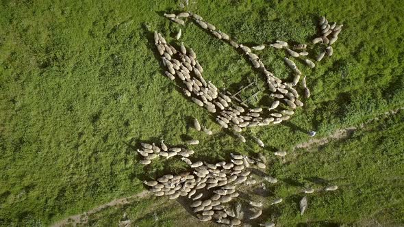 Aerial view of the sheep herd moving around on farmland in Greece.